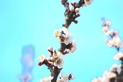 Low angle view of flowering plant against blue sky