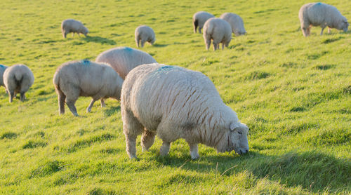 Sheep grazing on field