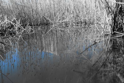 Reflection of bare trees in lake