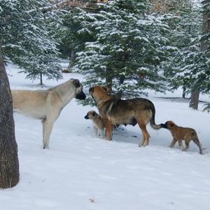 Dogs family on field during winter snow