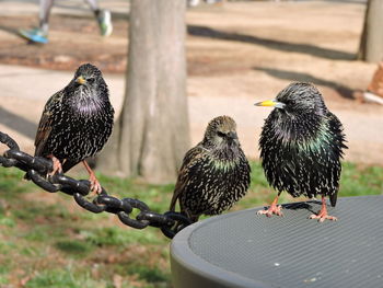 Close-up of birds perching on ground