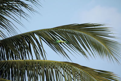 Low angle view of palm tree against clear sky