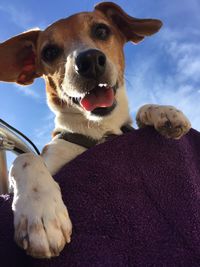 Portrait of dog against sky