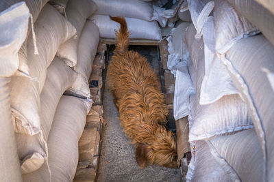 High angle view of dog relaxing on floor