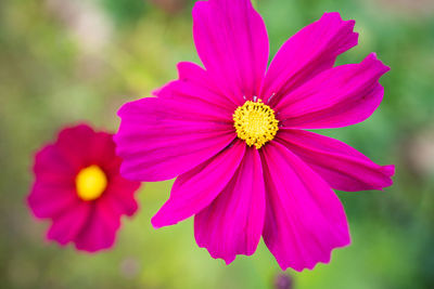 Close-up of pink cosmos flower