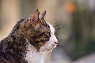 Close-up of cat