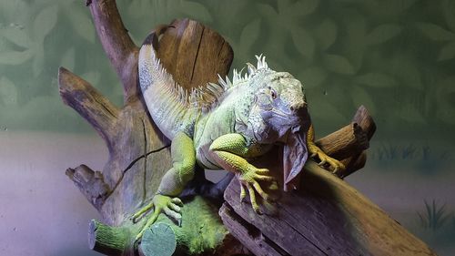 Close-up of lizard on wood