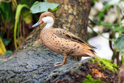 Close-up of bird perching on ground