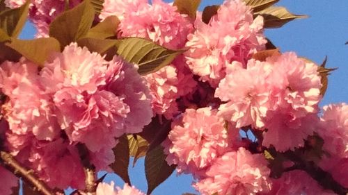 Close-up of pink flowers
