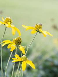 Close-up of yellow flowers blooming outdoors