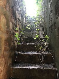 Trees growing by wall in forest
