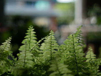 Close-up of fern