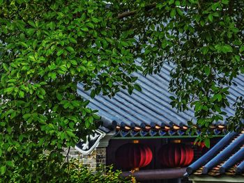 Lanterns hanging on tree