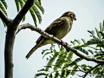 Low angle view of bird perching on branch