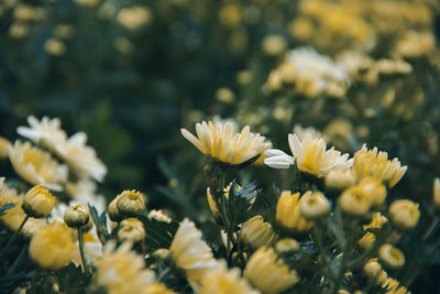 Close-up of yellow flowering plants