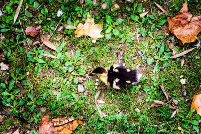 High angle view of bird on grass