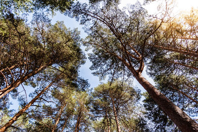 Low angle view of trees against sky