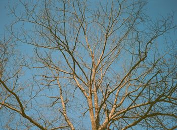 Low angle view of bare tree against blue sky