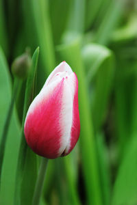 Close-up of pink tulip