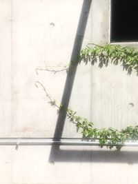 Plants growing on wall