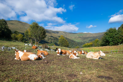 View of sheep on field