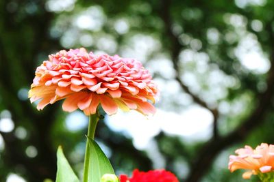 Close-up of flowers blooming outdoors