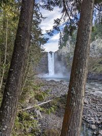 Scenic view of waterfall in forest