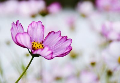 Close-up of purple pink flower