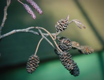 Close-up of lizard on branch