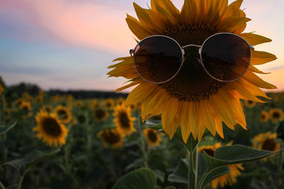Close-up of sunflower on field against sky