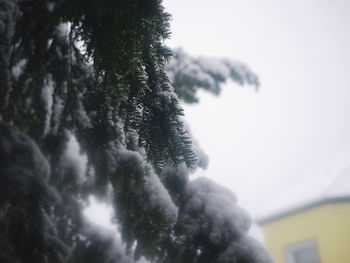 Low angle view of wet tree during winter