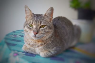 Close-up portrait of a cat