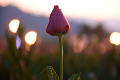 Close-up of flowering plant against sky during sunset