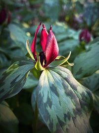 Close-up of red flowering plant