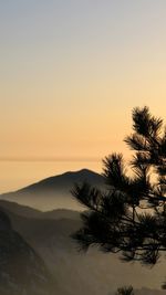 Silhouette tree against clear sky during sunset