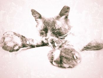 Close-up of cat lying down on floor