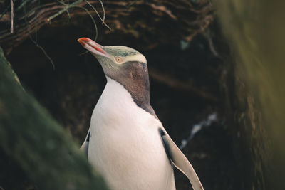 Close-up of bird