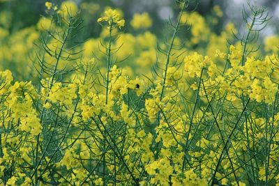 Yellow flowers blooming in field