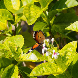 Close-up of butterfly pollinating on flower