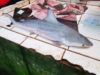 High angle view of fish on plate