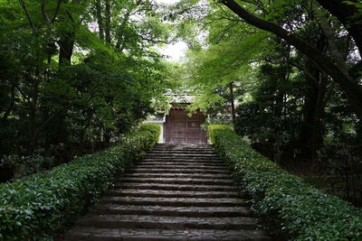 Footpath amidst trees in forest