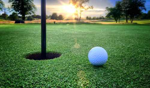 Trees on grassy field in park