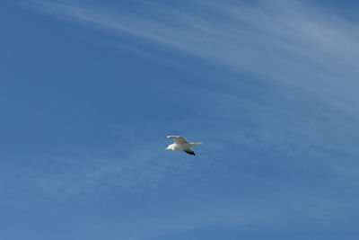 Low angle view of seagull flying against clear sky