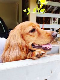 Close-up of a dog looking away