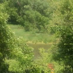 High angle view of trees in forest