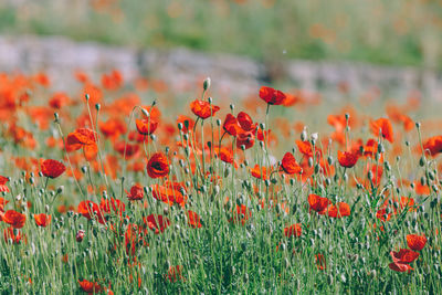 Close-up of red poppy flowers in field