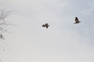 Low angle view of eagle flying against sky