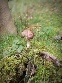 Close-up of mushroom on grass