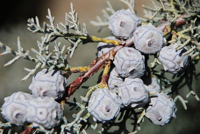 Close-up of wilted flowers on tree