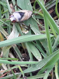 High angle view of bird on field
